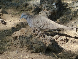 Zebra Dove